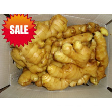 Golden Supplier in China/Fresh Ginger/2015 New Crop/Air-Dried Ginger